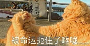 真空管里的鸽子
