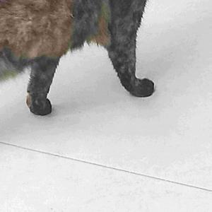 梦里转生一百次