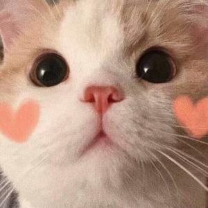 阿猫阿狗