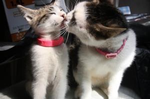 ［我是大哥大]我家猫每天都要顺