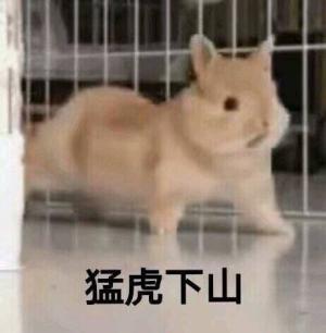 庭中池